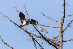 Schwarzstorch, Graureiher