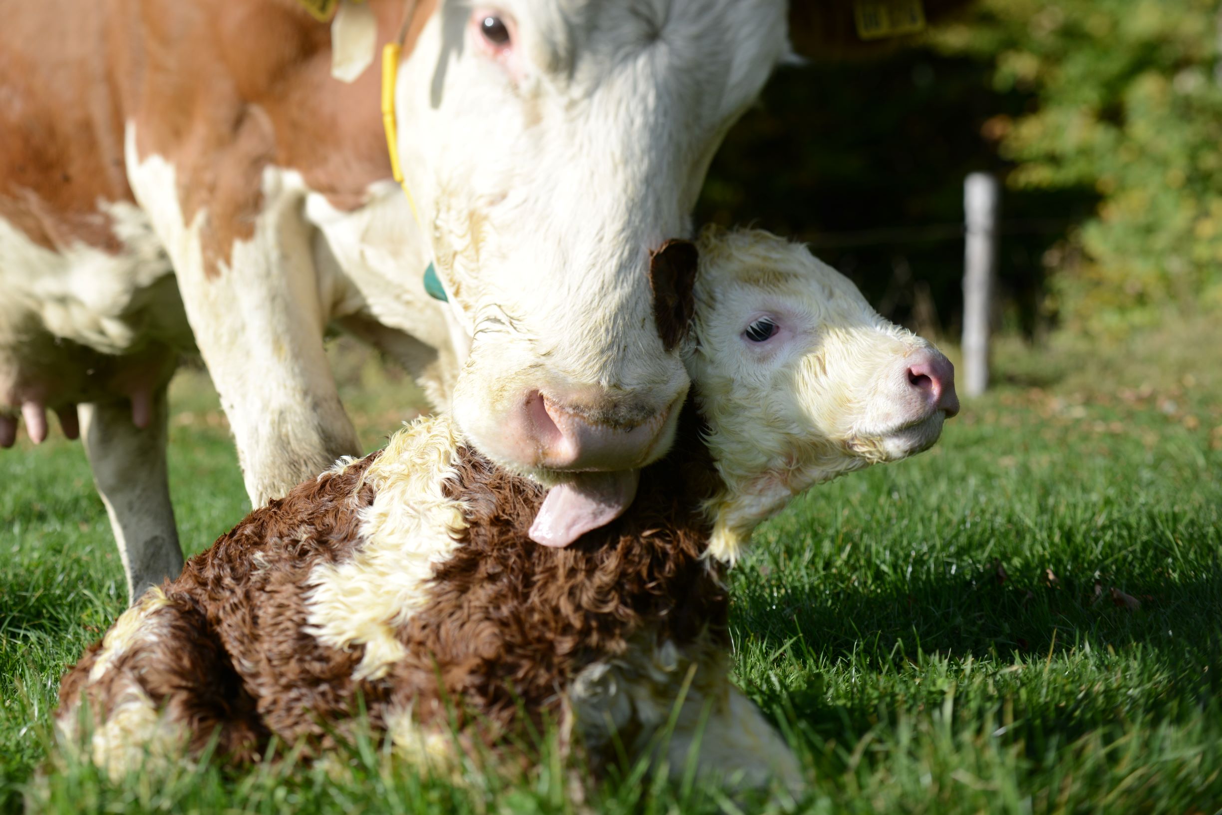 Mutterkuhhaltung – Artenvielfalt Und Tierwohl Verbinden – Samerberger ...