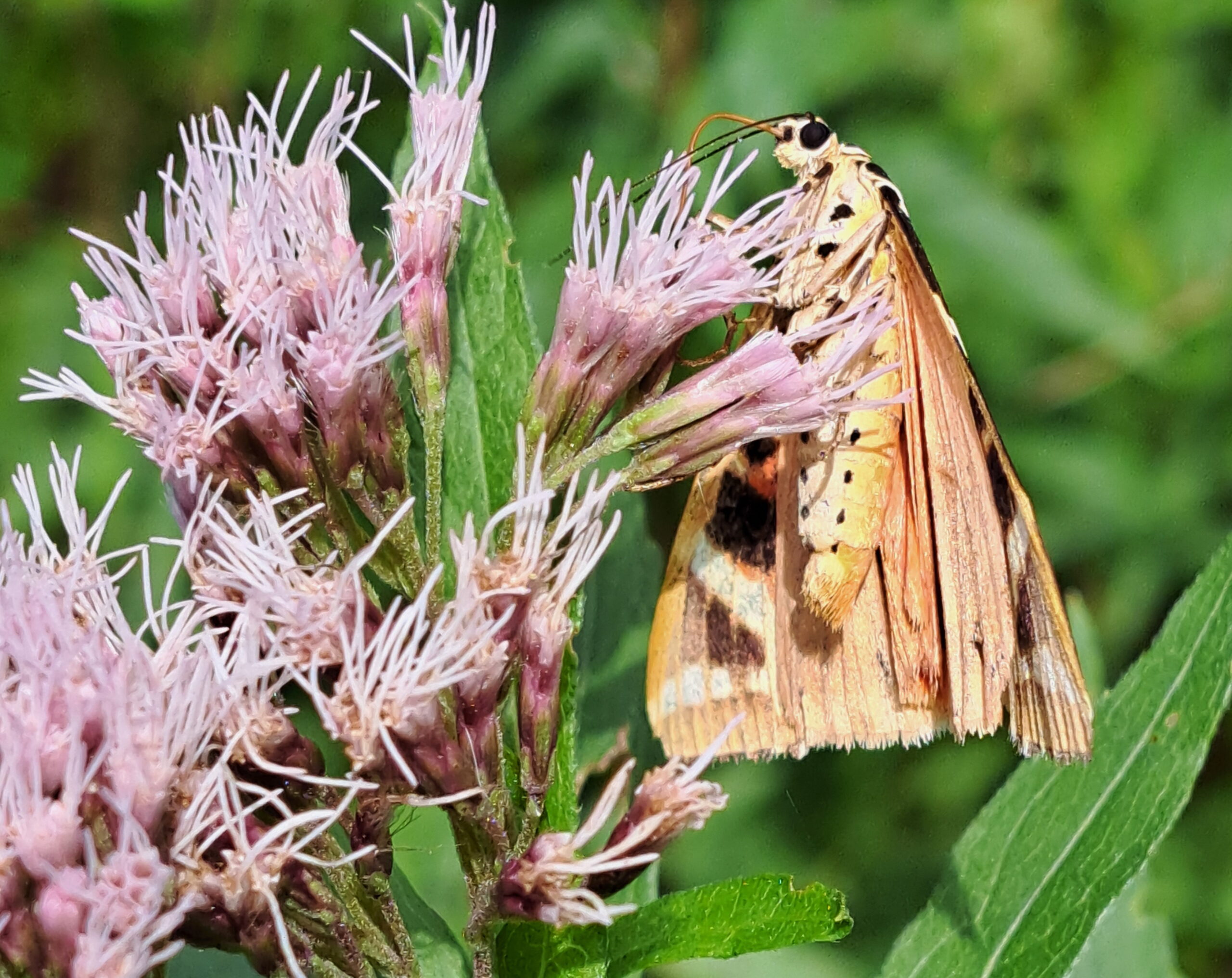 Seltener-Schmetterling-im-Priental-entdeckt