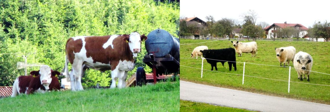 Viertel Rind Bayerns Rinderbestand im Vergleich – Samerberger Nachrichten
