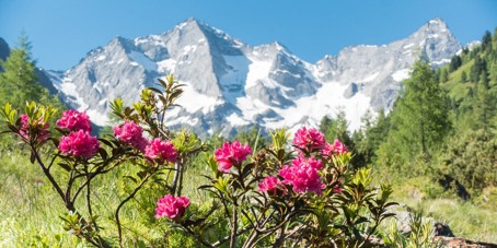 Tages-Bus-Tipp-Almrosenbl-te-Penserjoch