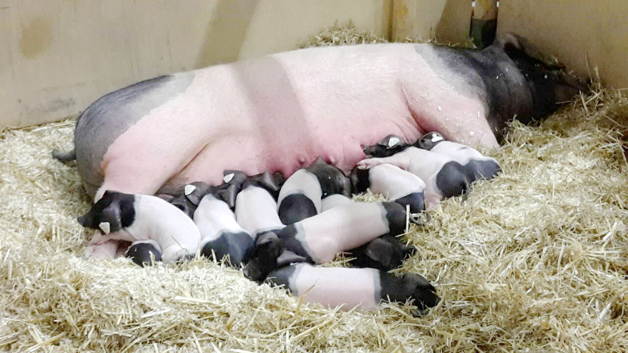 Schweinebestand-in-Bayern-steigt