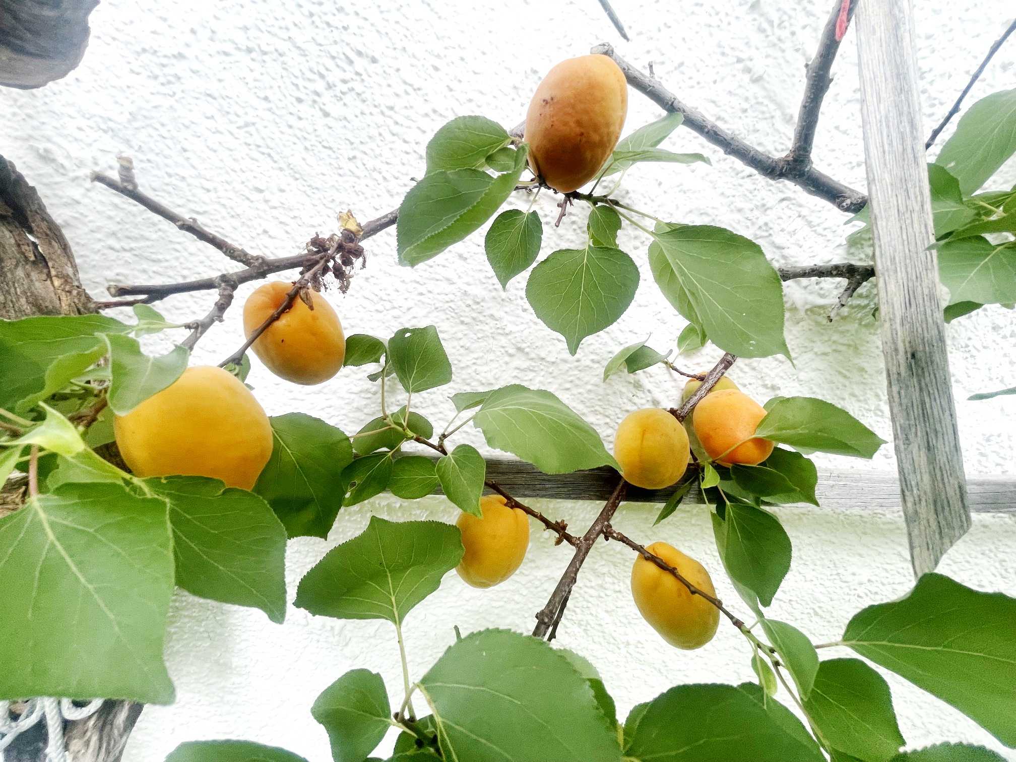 F-hrung-durch-Lehrgarten-Amerang