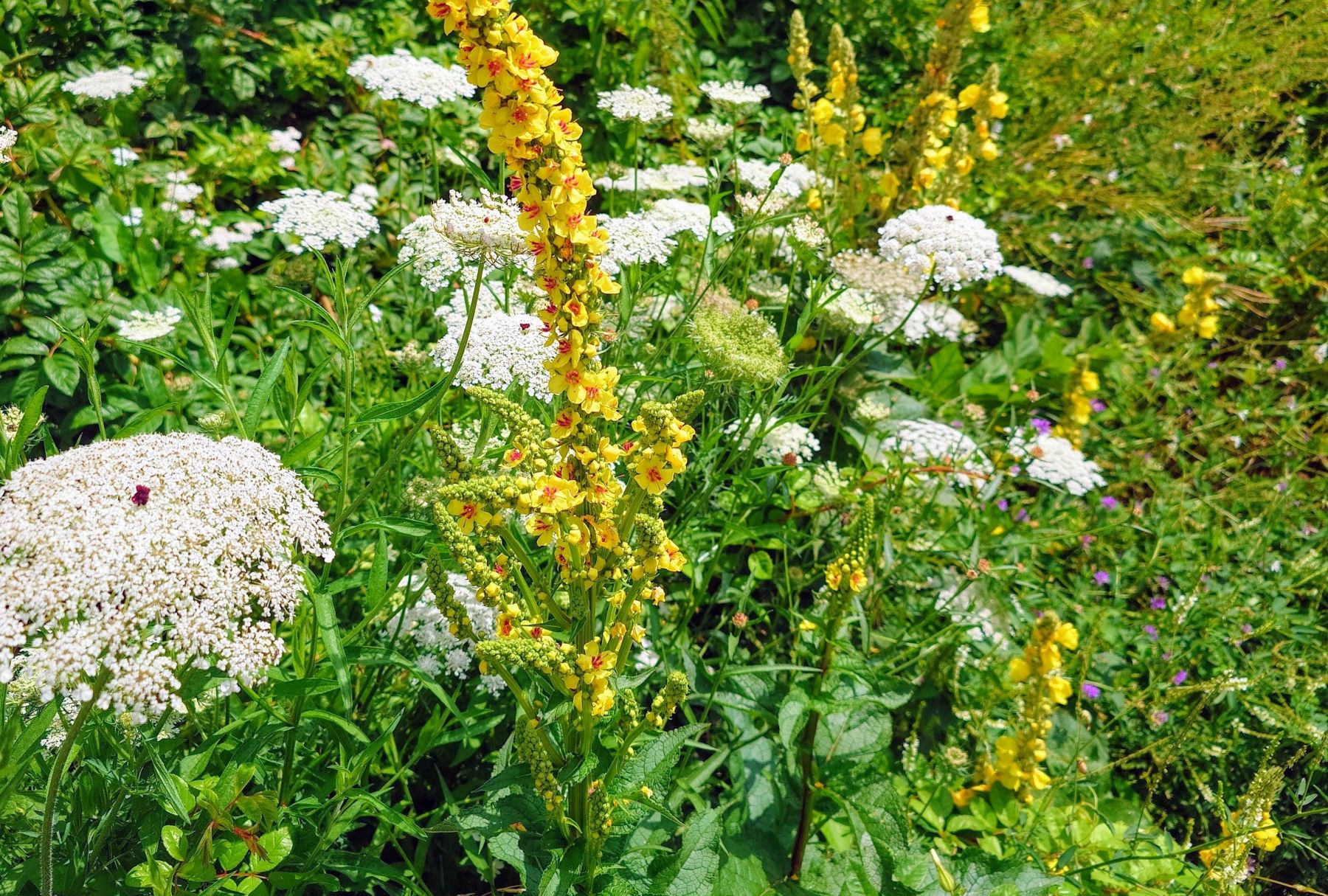 Wildkr-uterwanderung-im-Eichental
