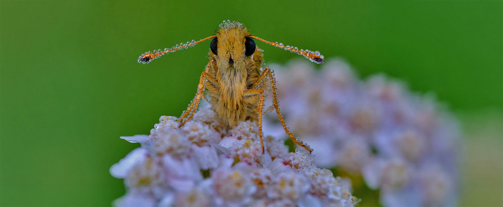 Wassertropfen-auf-den-F-hlern-eines-Falters-einfach-nur-sch-n-