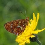 Früher Perlmutfalter auf einer Blüte