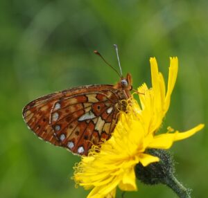 Früher Perlmutfalter auf einer Blüte