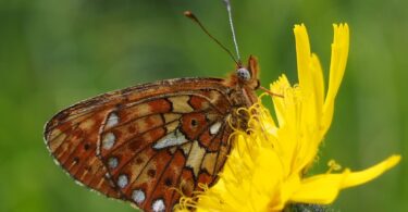 Früher Perlmutfalter auf einer Blüte