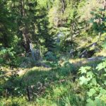 Lawinenschutz an der Weißwand schützt die B305 und den Bergmischwald