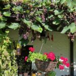 Trauben und eine hängende Geranienampel