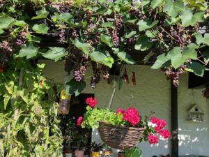 Trauben und eine hängende Geranienampel