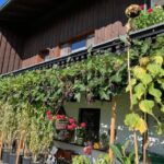 Weinreben entlang der Hausfassade