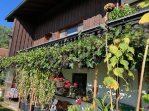 Weinreben entlang der Hausfassade