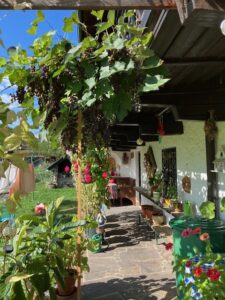 Veranda mit Rankpflanzen und Blick in den Garten
