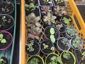 Sukkulenten und Jungpflanzen bereit zum Tausch
