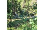Lawinenschutz an der Weißwand schützt die B305 und den Bergmischwald