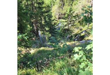 Lawinenschutz an der Weißwand schützt die B305 und den Bergmischwald