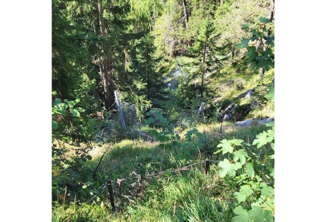 Lawinenschutz an der Weißwand schützt die B305 und den Bergmischwald