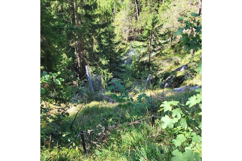 Lawinenschutz an der Weißwand schützt die B305 und den Bergmischwald