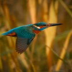 Eisvogel im Flug