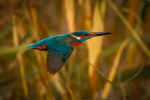 Eisvogel im Flug