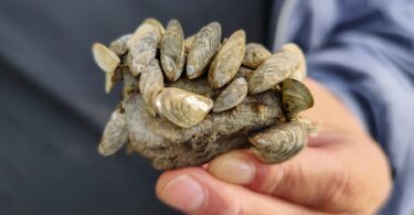 Kleine Muschel mit fataler Wirkung: die Quaggamuschel