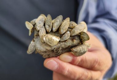 Kleine Muschel mit fataler Wirkung: die Quaggamuschel