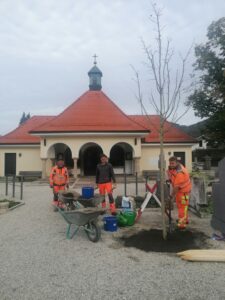 Mitarbeiter des gemeindlichen Bauhofs pflanzen einen Baum auf dem Aschauer Friedhof.