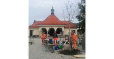 Mitarbeiter des gemeindlichen Bauhofs pflanzen einen Baum auf dem Aschauer Friedhof.