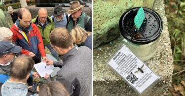 Rund 20 Fachleute und Freiwillige beteiligten sich an der Suche. – Eine Asiatische Hornisse an einem Locktopf nahe der Theresienwiese.