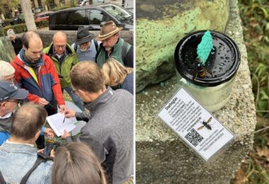 Rund 20 Fachleute und Freiwillige beteiligten sich an der Suche. – Eine Asiatische Hornisse an einem Locktopf nahe der Theresienwiese.
