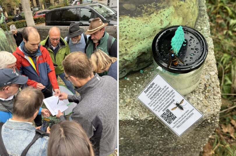 Rund 20 Fachleute und Freiwillige beteiligten sich an der Suche. – Eine Asiatische Hornisse an einem Locktopf nahe der Theresienwiese.