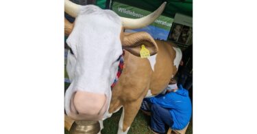 Die Melkkuh des BBV als Mitmachaktion beim Erntedankmarkt in Prien