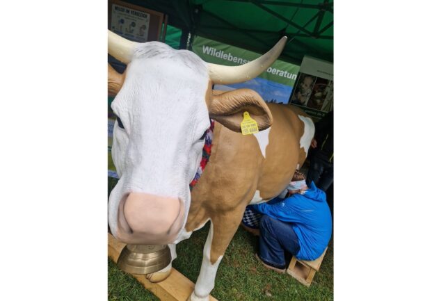 Die Melkkuh des BBV als Mitmachaktion beim Erntedankmarkt in Prien