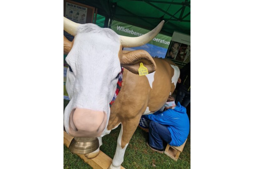 Die Melkkuh des BBV als Mitmachaktion beim Erntedankmarkt in Prien