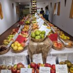 Ausstellung mit zahlreichen Apfel‑ und Birnensorten im Stadel des Hilgerhofs
