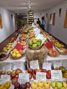 Ausstellung mit zahlreichen Apfel‑ und Birnensorten im Stadel des Hilgerhofs
