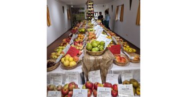 Ausstellung mit zahlreichen Apfel‑ und Birnensorten im Stadel des Hilgerhofs