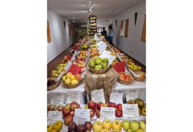 Ausstellung mit zahlreichen Apfel‑ und Birnensorten im Stadel des Hilgerhofs