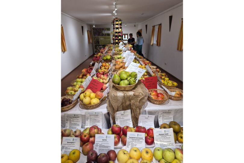 Ausstellung mit zahlreichen Apfel‑ und Birnensorten im Stadel des Hilgerhofs