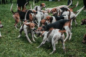 Die Meute beim Zusammenspiel auf der Wiese.