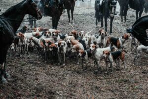 Die Meute zwischen den Pferden im Gelände.